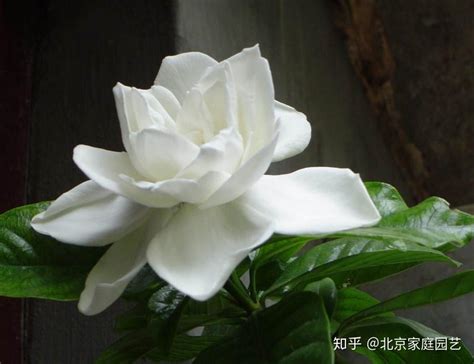 槴子花花語